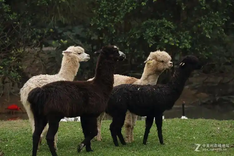 动物园里拍动物祝本坛兴旺