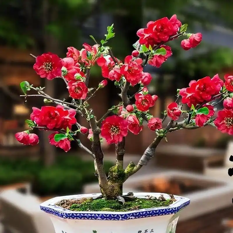 精品盆栽——长寿冠海棠,海棠花就是如此,花色艳丽,花姿优雅