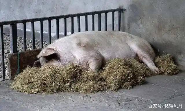 汶川地震坚强生存36天的"猪坚强",获救后瘦身100斤,如今怎样了