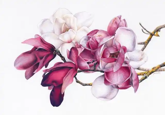 干货!12张高清彩铅临摹素材,简单易学,快来转发收藏