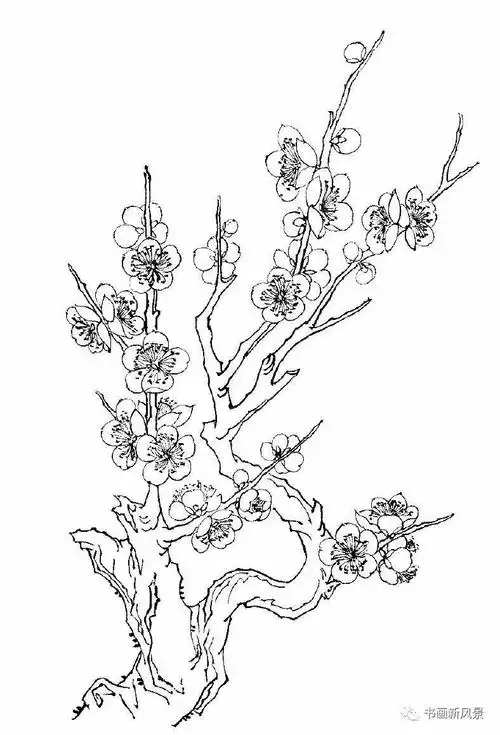 【每天教你学画画】梅花白描画谱! 老树虬枝,苍劲高洁!