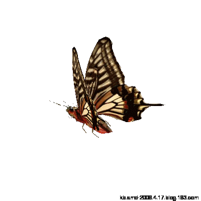 【转载】[动画] 免抠动态蝴蝶素材(一)