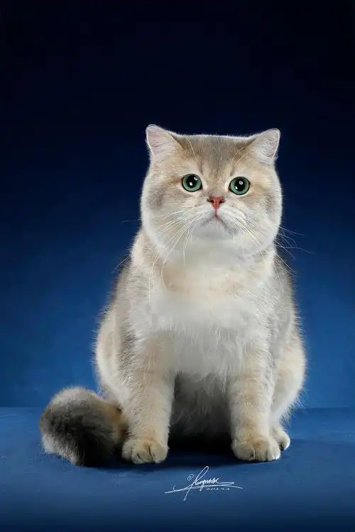 英国短毛猫amyworks拍摄于山东