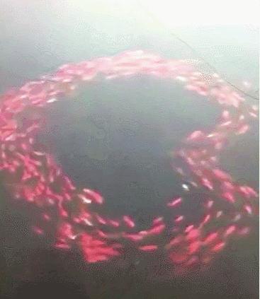 太神奇!鱼吃荷花,让人大开眼界!