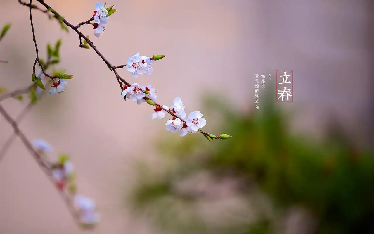 立春24节气高清桌面壁纸