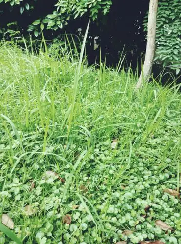 学校青青的的小草