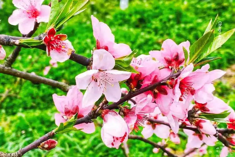 娇嫩欲滴的粉色桃花(摄影:刘柳吟)