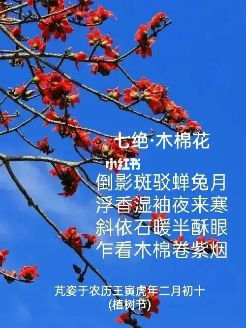 月光中的木棉花