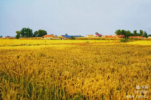 来自蓝天下金闪闪的稻田