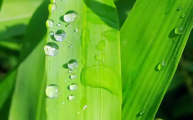 清新绿色植物护眼桌面壁纸高清大图预览1920x1200_植物壁纸下载_美桌