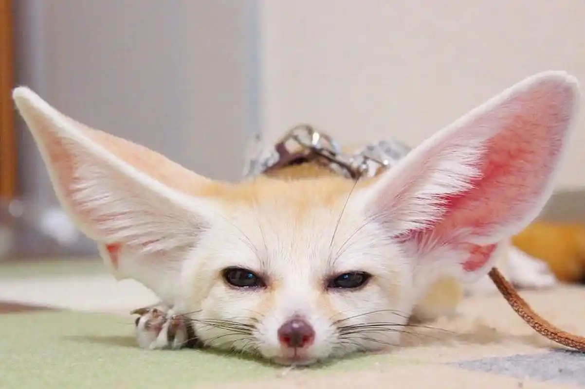 疯狂动物城芬尼克—耳廓狐 耳廓狐(学名:vulpeszerda) 在《疯狂动物城