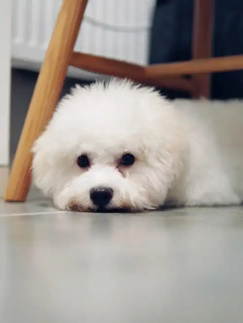 是拍照就会笑的胖狗狗呀