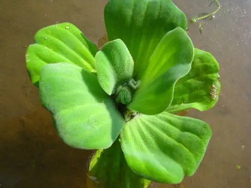 迷你莲花微型睡莲种茎海尔芙拉 水族水箱保温栽种冬天开睡莲花种