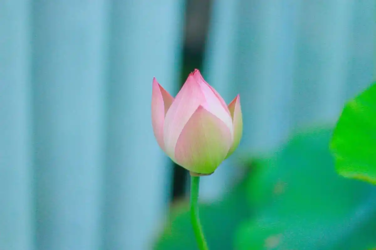 抖音记录美好生活