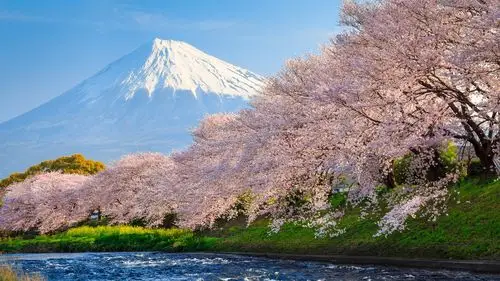 富士樱河日本旅游-自然高清写真壁纸