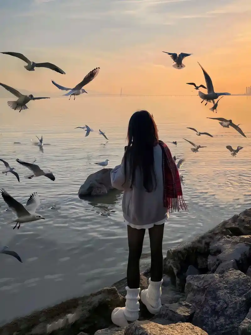 "海鸥不再眷恋大海可以飞更远"#带你看海 #总有一只海鸥为你 - 抖音