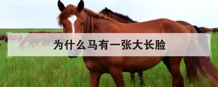 马不知脸长长脸与马脸的区别图片