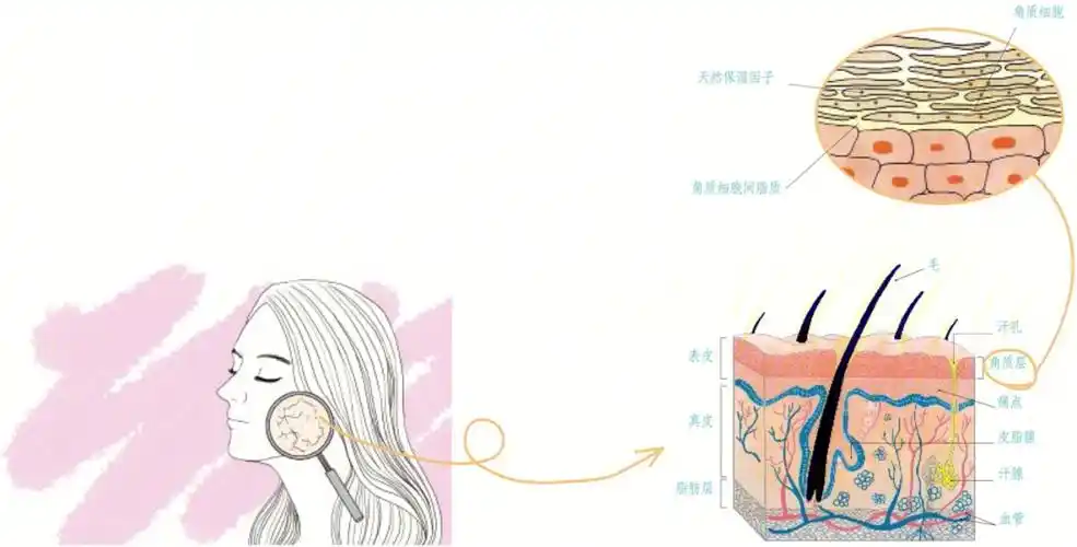 肌肤屏障正确认识自己的皮肤