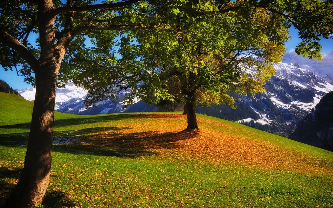 绿色护眼森林自然风光图片桌面壁纸