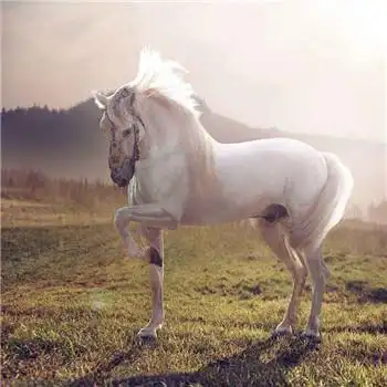 马头像图片大全,高清最漂亮的马微信头像_动物头像_头像屋