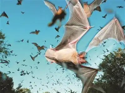 蝙蝠狩猎发出叫声音效声音音效素材-千库网