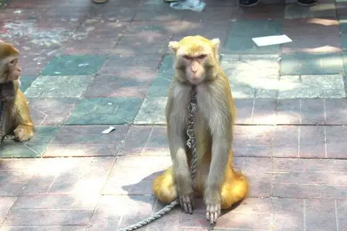 深圳街头猴子表演,小猴跟你打招呼,下跪,愤怒,有时还朝你笑呢!