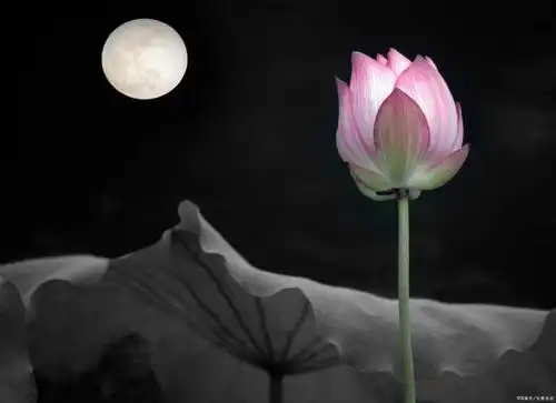 有意境的荷花摄影"涉江玩秋水,爱此红蕖鲜"