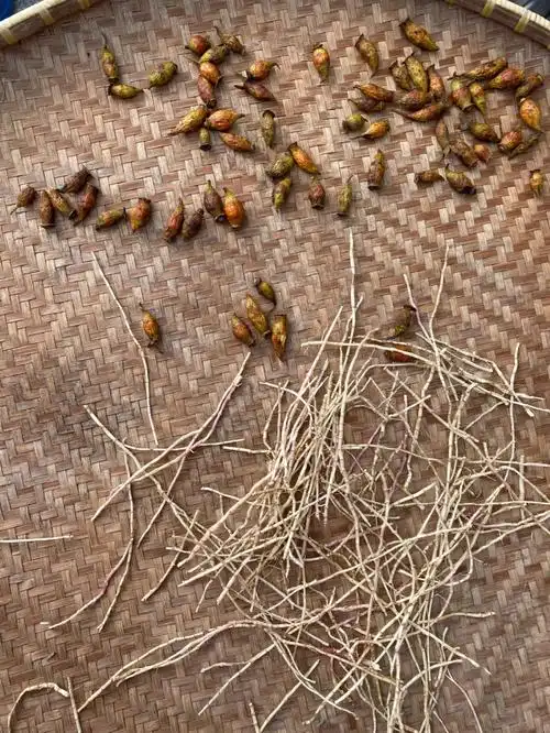 今天分享的是金樱子和丝茅根.