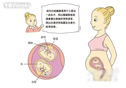 双胞胎胎儿发育趣味图解