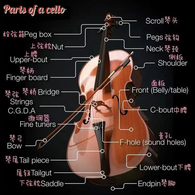 一把大提琴95的组成部分 大提琴,为西洋乐器,是管弦乐队中必不可少