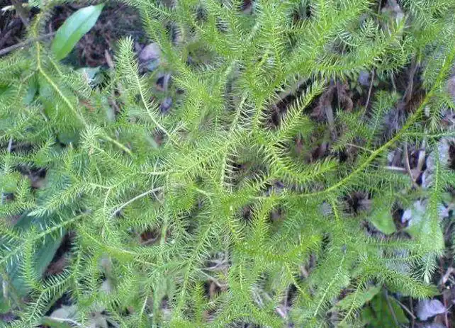 农村老中医推荐4种常见治风湿的草药看到了可不要错过