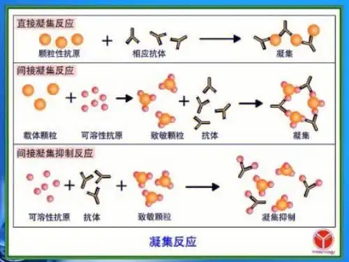 血液凝集与输血