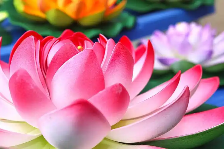 荷花,特写,漂亮,莲花,放松_高清图片_全景视觉