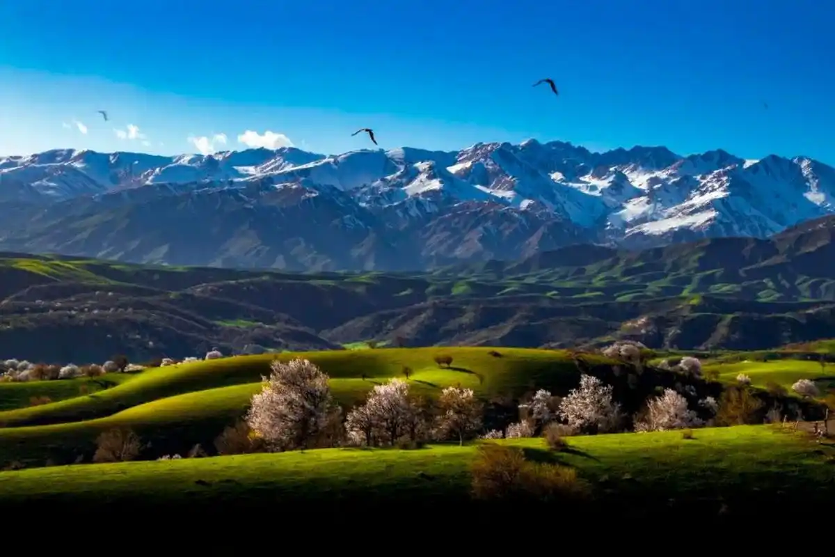 霍城大西沟福寿山的杏花 02@文旅中国02