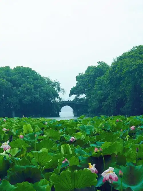 24雨季中#杭州西湖#的美景~美轮美奂,不想走了#旅行#期待下次再见杭州