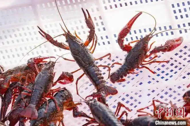 "龙虾之都"盱眙小龙虾集中开捕展"富民画卷"