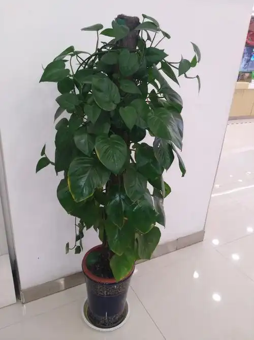 盆栽万年青树图片大全 木本万年青树图片-海内运势网