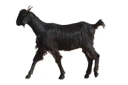 山羊沙爹图片-山羊沙爹素材-山羊沙爹插画-摄图新视界