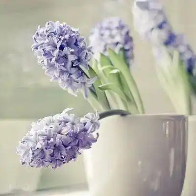 微信头像 | 象征着好运的花卉头像