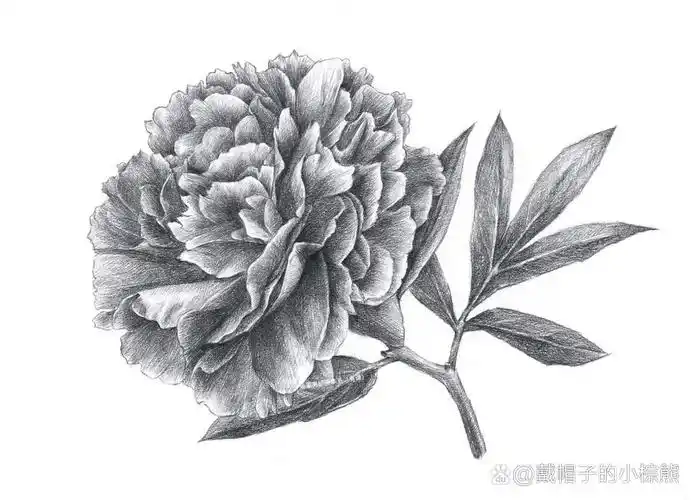 素描牡丹花 牡丹绘画素描