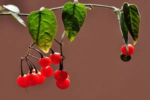 白英的栽培技术以及种植要点繁殖方式