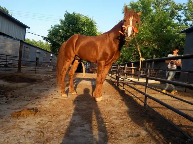 首页 山东永大养马场 最新供应 什么地方有养马场哪里出售好马哪里有