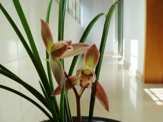 近几天开的,请各位闻香