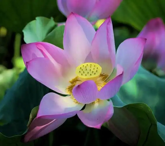 荷!你是夏天的主角