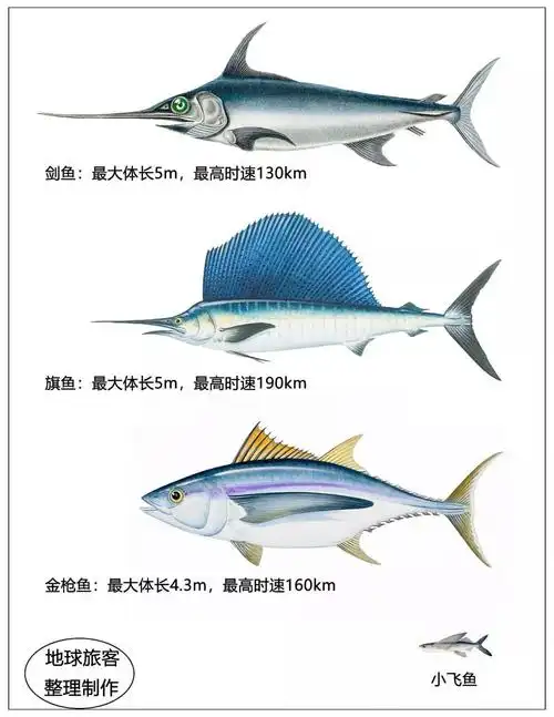 旗鱼,剑鱼和金枪鱼游泳界的前三甲都是飞鱼的天敌.