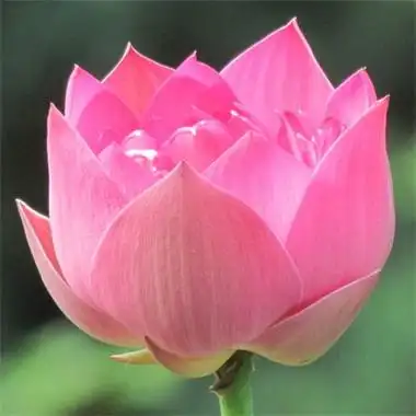 由美头网整理发布,风景头像频道提供更多与微信头像,花朵,高清,唯美