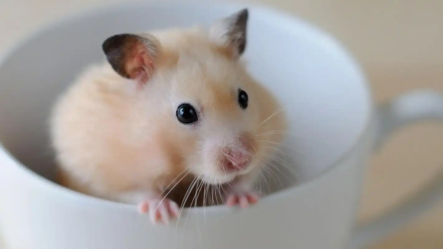 呆萌小仓鼠可爱高清桌面壁纸