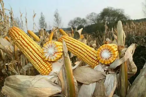 双国审玉米新品种 翔玉998 河北省全面招商