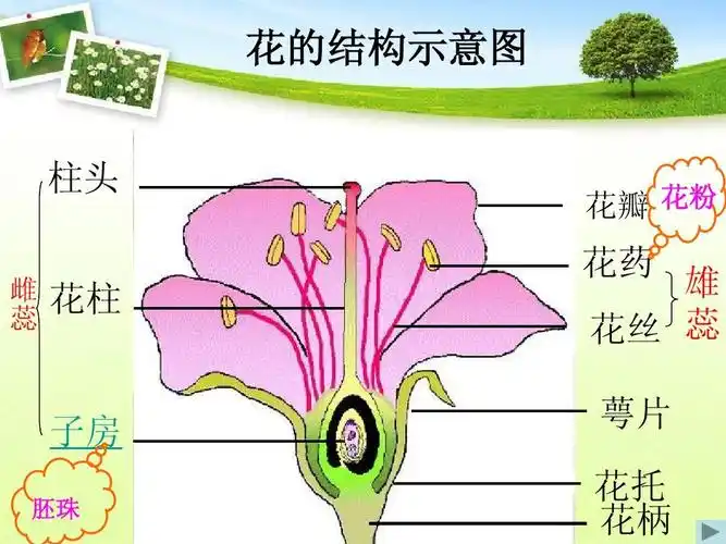 初中教育 政史地 2012最新 七年级生物上册第二章第三节 《开花和结果