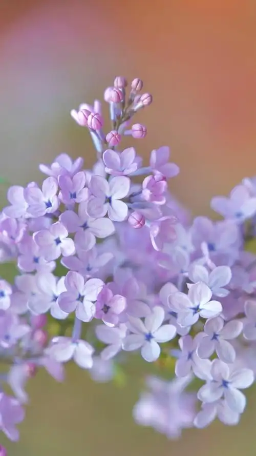 唯美紫色小花高清手机壁纸